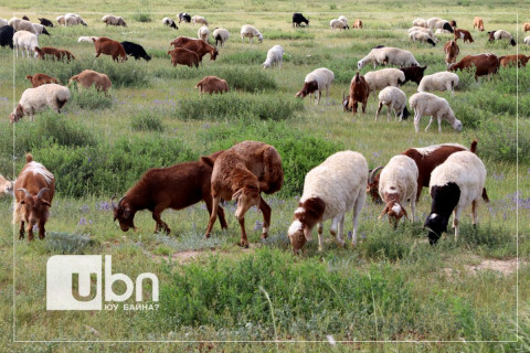 Гачууртад ШҮЛХИЙ өвчний сэжигтэй тохиолдол батлагдсан тул ХОРИО ЦЭЭРИЙН ДЭГЛЭМ тогтоов