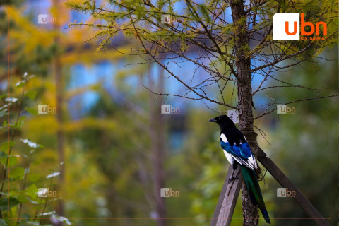 Улаанбаатарт маргааш 29 хэм дулаан