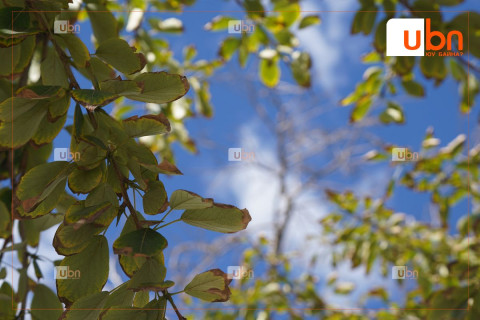 ӨГЛӨӨНИЙ МЭНД: Улаанбаатарт өдөртөө 30 хэм хүрч хална