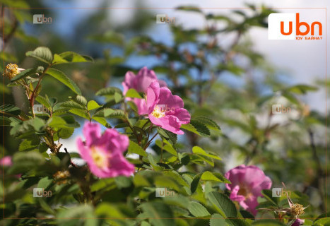 ӨГЛӨӨНИЙ МЭНД: Улаанбаатарт өдөртөө 25 хэм дулаан