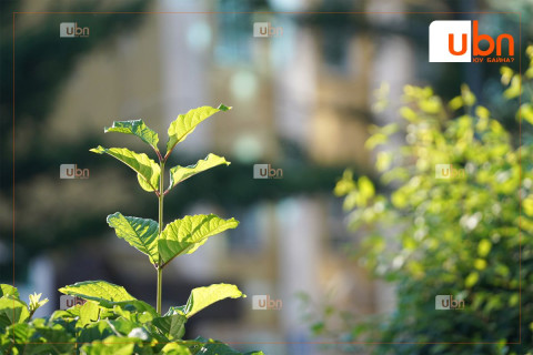 Улаанбаатарт 25 хэм дулаан байна