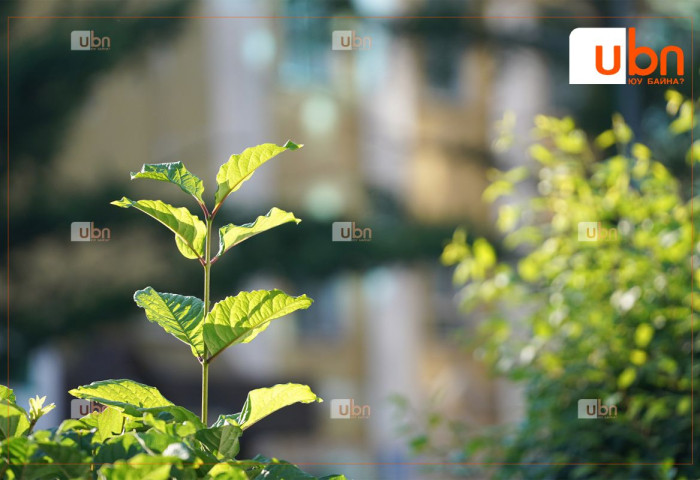 Улаанбаатарт 25 хэм дулаан байна