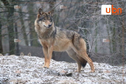 ХУУЛЬ: Иргэн зайлшгүй шаардлагаар саарал чоно агнасан бол хуулийн хариуцлага хүлээхгүй