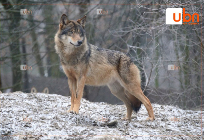 ХУУЛЬ: Иргэн зайлшгүй шаардлагаар саарал чоно агнасан бол хуулийн хариуцлага хүлээхгүй