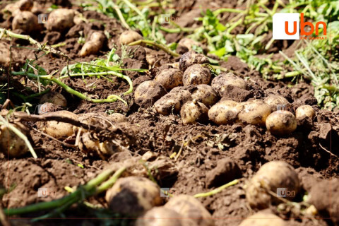 Сэлэнгэ аймгийн Орхон сум эрт ургацын төмсөө хурааж эхэлжээ