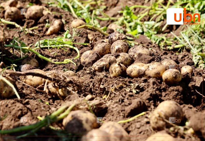 Сэлэнгэ аймгийн Орхон сум эрт ургацын төмсөө хурааж эхэлжээ