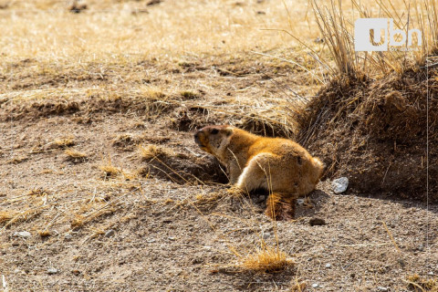Тарваганы  нөөц, тарваган тахлыг идэвхжилээс хамааран 6 аймагт ахуйн зориулалтаар тарвага агнах дээд хязгаарын зөвшөөрөл олгожээ