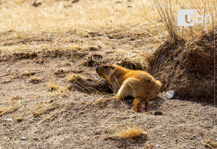 Тарваганы  нөөц, тарваган тахлыг идэвхжилээс хамааран 6 аймагт ахуйн зориулалтаар тарвага агнах дээд хязгаарын зөвшөөрөл олгожээ