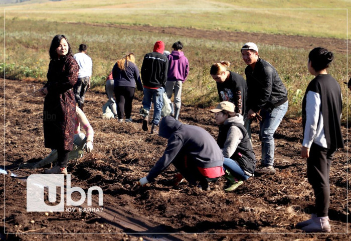 Ургац хураалтад оюутан, сонсогч, хугацаат цэргийн алба хаагчид болон иргэдийг сайн дурын үндсэн дээр оролцуулна