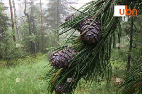 Хөвсгөл, Завхан аймаг хуш модны самрын ургацын мэдээллээ ирүүлээд байна
