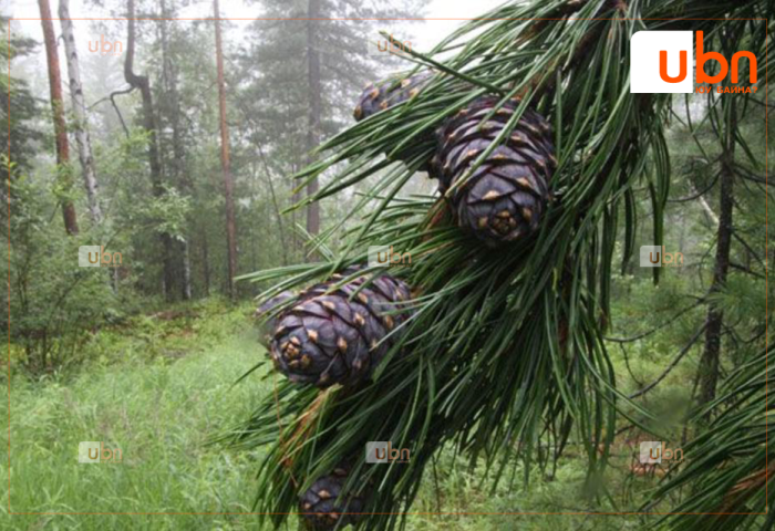 Хөвсгөл, Завхан аймаг хуш модны самрын ургацын мэдээллээ ирүүлээд байна