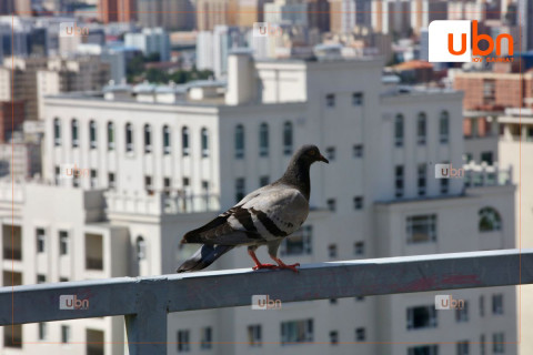 ӨГЛӨӨНИЙ МЭНД: Улаанбаатарт 21 хэм дулаан, өдөртөө үүлшинэ