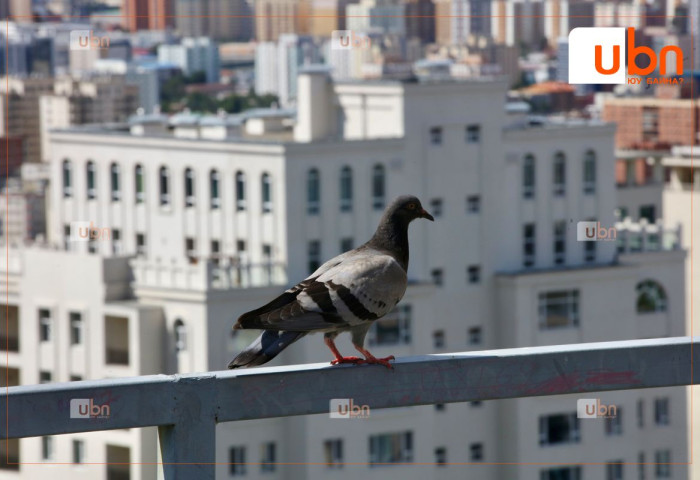 ӨГЛӨӨНИЙ МЭНД: Улаанбаатарт 21 хэм дулаан, өдөртөө үүлшинэ