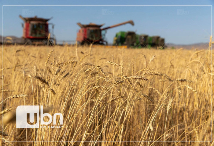 Гангийн улмаас дэлхийн олон орон ургац алдахад хүрчээ