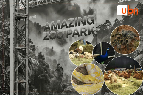 СУРВАЛЖИЛГА: Таван хошуу малаас эхлүүлээд 500-600 нэр төрлийн жигүүртэн, махчин амьтадтай “Amazing Zoo Park”-т зочилсон нь
