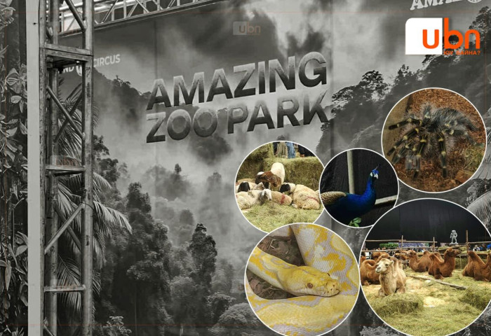 СУРВАЛЖИЛГА: Таван хошуу малаас эхлүүлээд 500-600 нэр төрлийн жигүүртэн, махчин амьтадтай “Amazing Zoo Park”-т зочилсон нь
