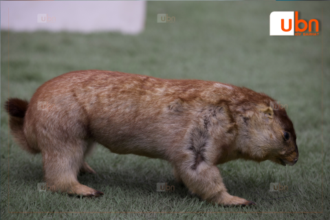 ХӨВСГӨЛ: Тарваган тахлын улмаас тусгаарлалтад байгаа 42 хүний шинжилгээний хариу удахгүй гарна