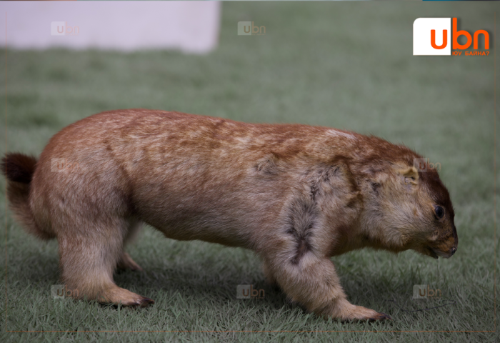 ХӨВСГӨЛ: Тарваган тахлын улмаас тусгаарлалтад байгаа 42 хүний шинжилгээний хариу удахгүй гарна