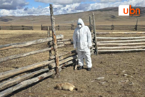 Үхсэн тарвагыг шинжлүүлэхээр Хөвсгөл аймгийн Зоонозын төвд өгчээ