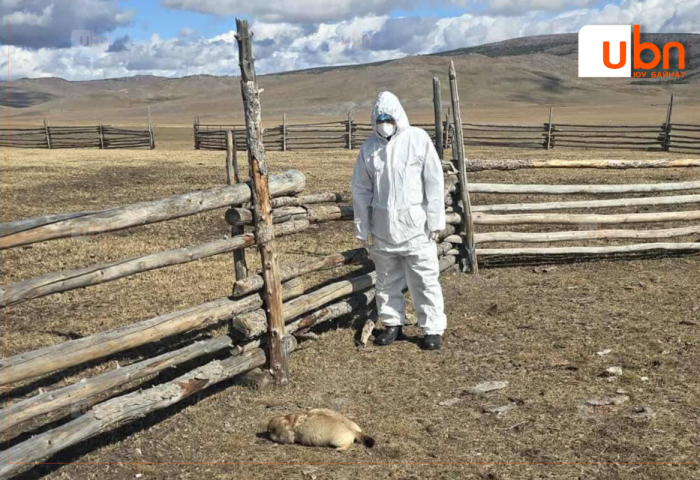 Үхсэн тарвагыг шинжлүүлэхээр Хөвсгөл аймгийн Зоонозын төвд өгчээ