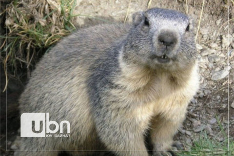 Тарвага агнах зөвшөөрлийг ТҮДГЭЛЗҮҮЛЛЭЭ