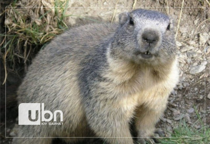 Тарвага агнах зөвшөөрлийг ТҮДГЭЛЗҮҮЛЛЭЭ