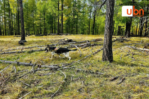 ОБЕГ: Тариалан суманд алга болсон эмэгтэйг эрэн хайх ажиллагаа үргэлжилж байна