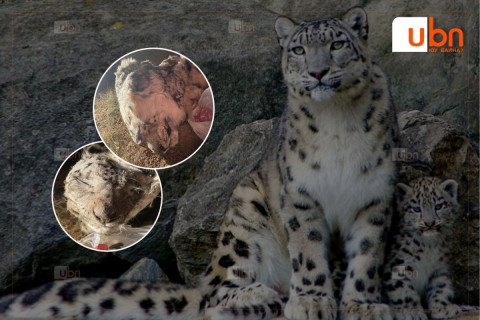 “Цоохор ирвэс”-ийг хууль бусаар агнасан гэмт хэргийг илрүүлэн шалгаж байна