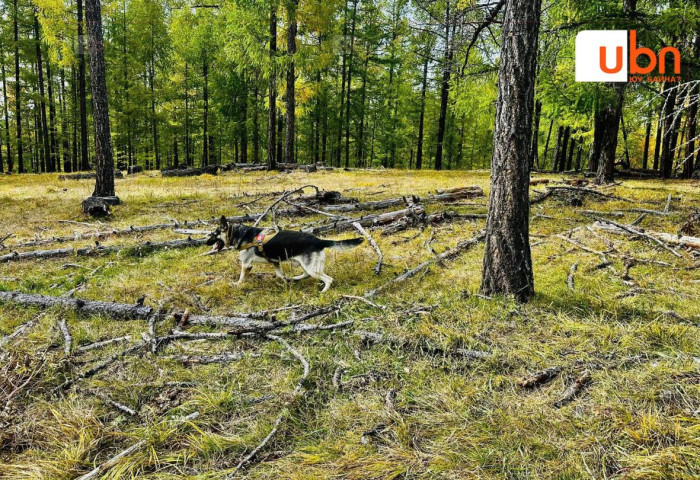 Хөвсгөл аймгийн Тариалан суманд алга болсон эмэгтэйг эрэн хайх ажиллагаа 8 дахь хоногтоо үргэлжилж байна
