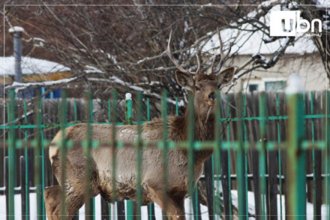 ТОДРУУЛГА: “Сүүлийн өдрүүдэд “Буга хүн рүү дайрч байна“ гэх дуудлага, мэдээллийн тоо НЭМЭГДСЭН“