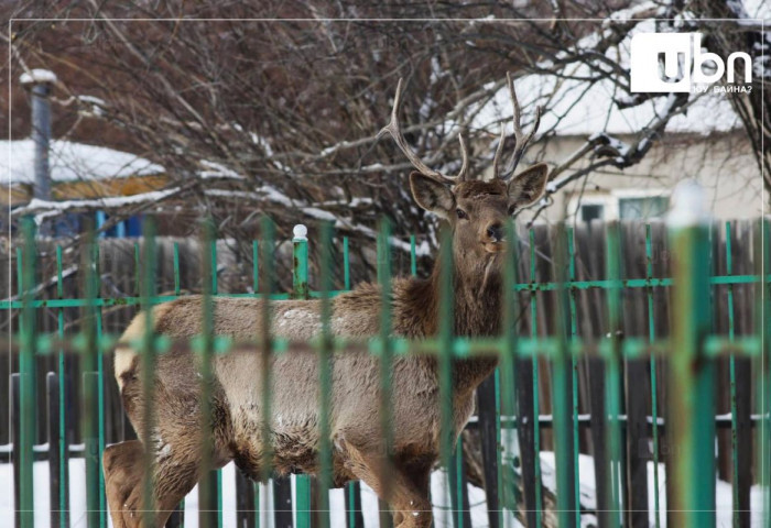 ТОДРУУЛГА: “Сүүлийн өдрүүдэд “Буга хүн рүү дайрч байна“ гэх дуудлага, мэдээллийн тоо НЭМЭГДСЭН“