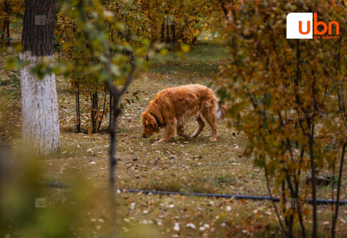 Улаанбаатарт маргааш 10 хэм дулаан