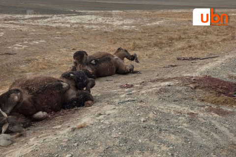 ТОДРУУЛГА: Хоёр тэмээ мөргөсөн авто ослын улмаас 3 хүн гэмтэж, 2 хүн нас барсан