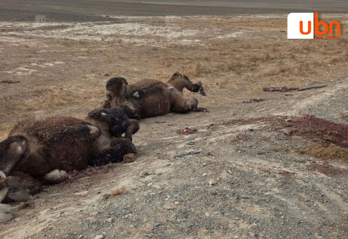 ТОДРУУЛГА: Хоёр тэмээ мөргөсөн авто ослын улмаас 3 хүн гэмтэж, 2 хүн нас барсан