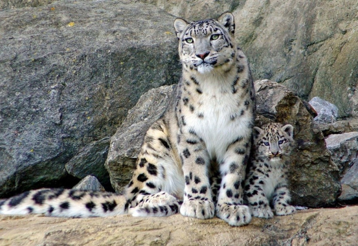 Монгол Улс Олон улсын цоохор ирвэсийн холбоонд гишүүнээр элсэнэ