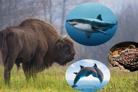 Дэлхий даяар 31 зүйл амьтан устжээ