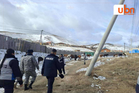 Нийслэлийн мал аж ахуй эрхлэхийг хориглосон бүсээс мал гаргах арга хэмжээг зохион байгуулж байна