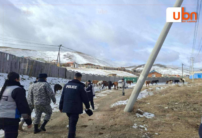 Нийслэлийн мал аж ахуй эрхлэхийг хориглосон бүсээс мал гаргах арга хэмжээг зохион байгуулж байна