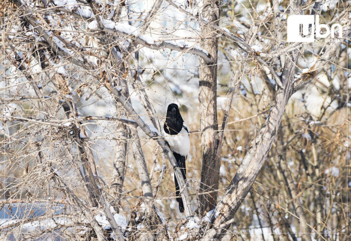 Энэ долоо хоногт цаг агаар ямар байх вэ