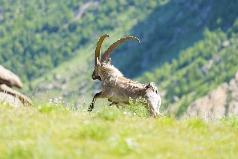 Гурван жилд 48 янгир ямааг нутагшуулав