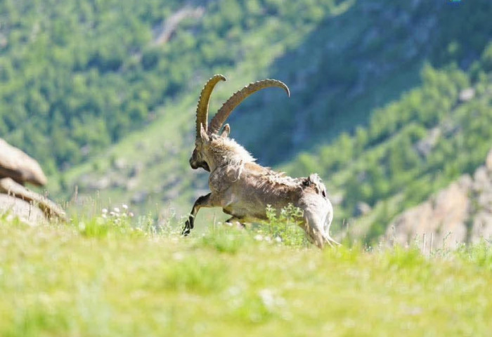 Гурван жилд 48 янгир ямааг нутагшуулав