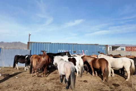 Мал аж ахуй эрхлэхийг хориглосон бүсээс мал гаргах арга хэмжээг зохион байгуулж байна