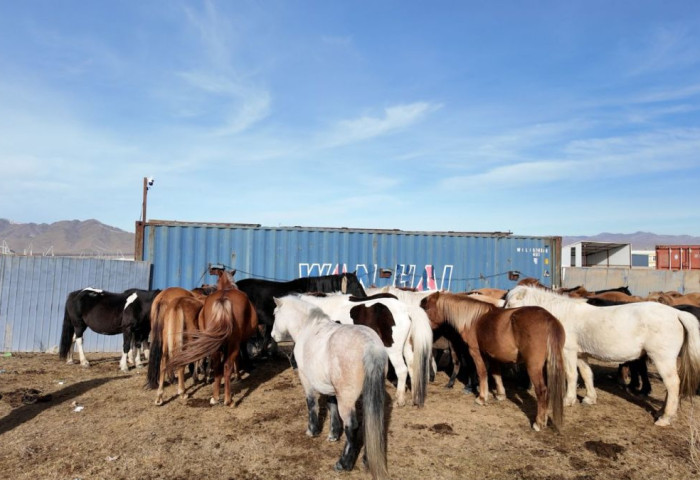 Мал аж ахуй эрхлэхийг хориглосон бүсээс мал гаргах арга хэмжээг зохион байгуулж байна