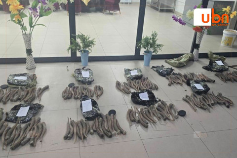 Олон тооны бөхөнгийн эвэр хилээр нэвтрүүлэх гэж байсан зөрчлийг ХИЛЧИД ИЛРҮҮЛЛЭЭ