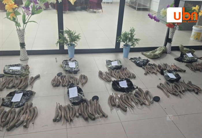 Олон тооны бөхөнгийн эвэр хилээр нэвтрүүлэх гэж байсан зөрчлийг ХИЛЧИД ИЛРҮҮЛЛЭЭ