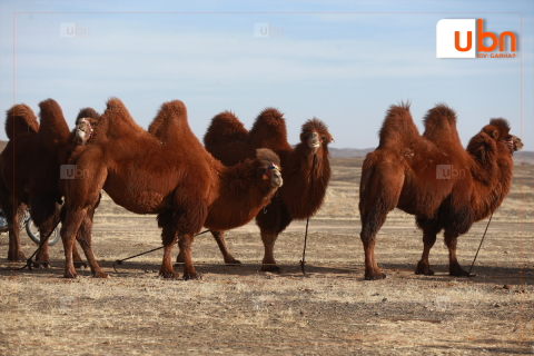 Тэмээчдийн баяр энэ сарын 23-25-нд Дундговь аймагт зохиогдоно