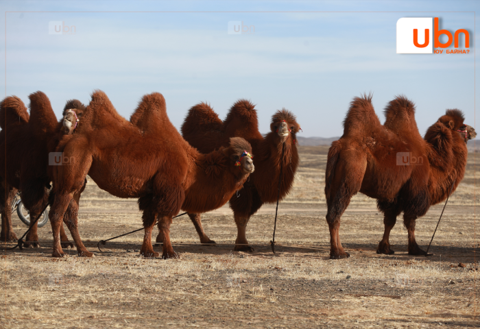Тэмээчдийн баяр энэ сарын 23-25-нд Дундговь аймагт зохиогдоно