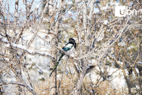 Ирэх сарын 2-ныг хүртэл ихэнх нутгаар хүйтний эрч сулавтар байна