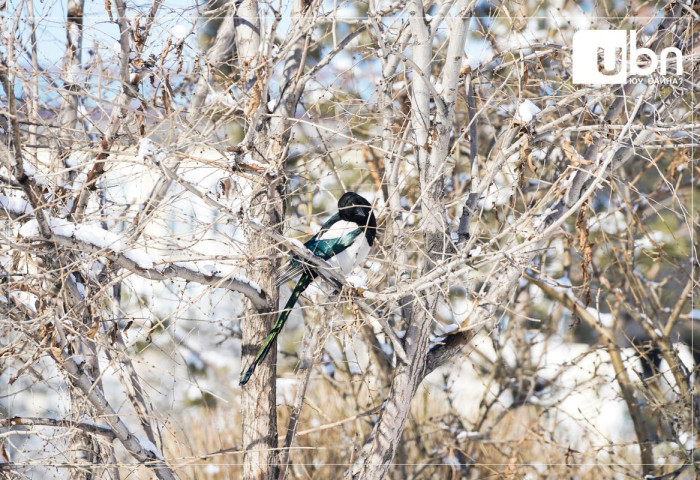 Ирэх сарын 2-ныг хүртэл ихэнх нутгаар хүйтний эрч сулавтар байна