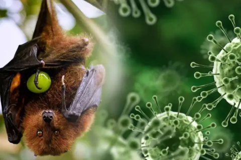 ХӨСҮТ: Нипах вирусийн эсрэг вакцин байхгүй. Эмчилгээ нь эрчимт дэмжих эмчилгээнд тулгуурлаж байна